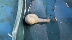 Bradybaena pellucida