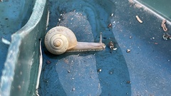 Bradybaena pellucida