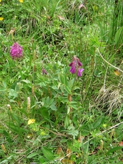 Hedysarum hedysaroides