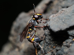 Monoceromyia pleuralis