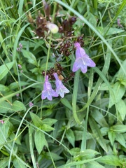 Penstemon calycosus