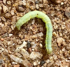Lepidoptera