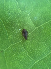 Stephostethus liratus