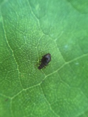 Stephostethus liratus
