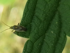 Plagiognathus arbustorum