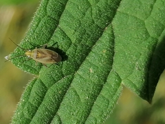 Plagiognathus arbustorum