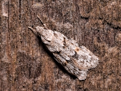 Symmoca signatella