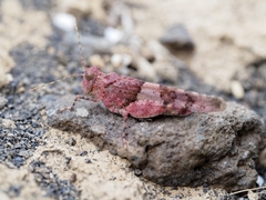 Sphingonotus pachecoi