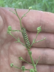 Cucullia scrophulariae