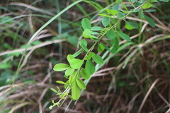 Lespedeza thunbergii