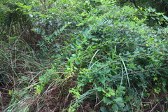 Lespedeza thunbergii