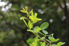 Lespedeza thunbergii