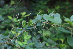 Lespedeza thunbergii