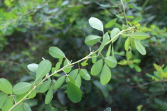 Lespedeza thunbergii