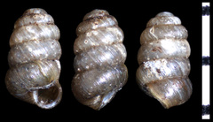 Columella simplex