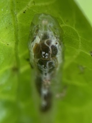 Episyrphus balteatus