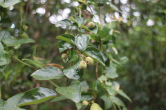 Styrax matsumuraei
