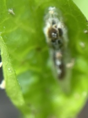 Episyrphus balteatus