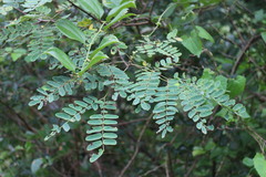 Albizia kalkora