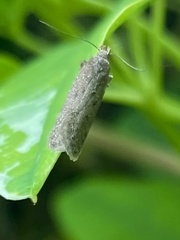 Bryotropha senectella