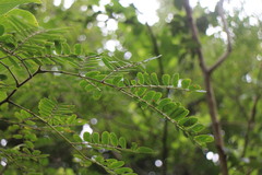 Albizia kalkora
