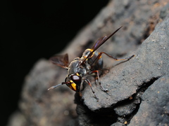 Monoceromyia pleuralis