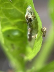 Episyrphus balteatus