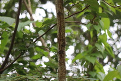 Albizia kalkora