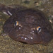 Clingfishes - Photo (c) marlin harms, some rights reserved (CC BY)