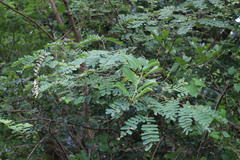Albizia kalkora