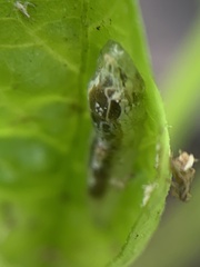 Episyrphus balteatus