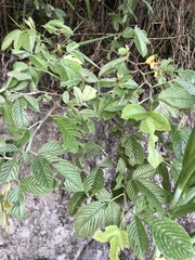 Dendrolobium triangulare