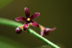 Orthosia