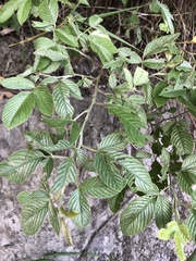 Dendrolobium triangulare