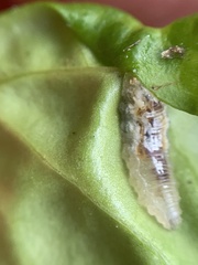 Episyrphus balteatus