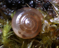 Guppya sterkii