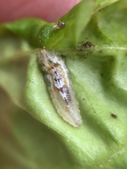 Episyrphus balteatus