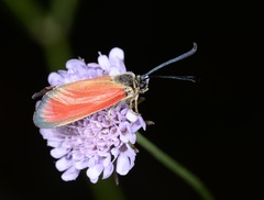 Zygaena rubicundus