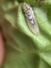 Episyrphus balteatus