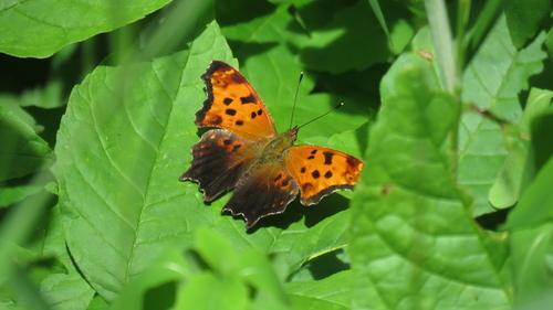 Eastern comma
