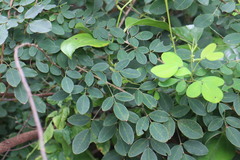 Lespedeza thunbergii