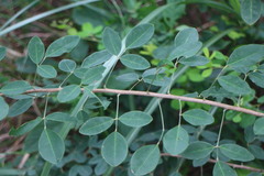 Lespedeza thunbergii