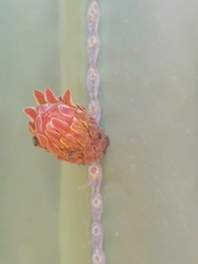 Lophocereus
