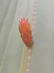 Lophocereus