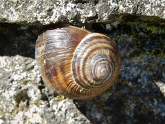 Helix mileti