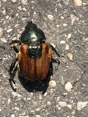 Anisoplia austriaca
