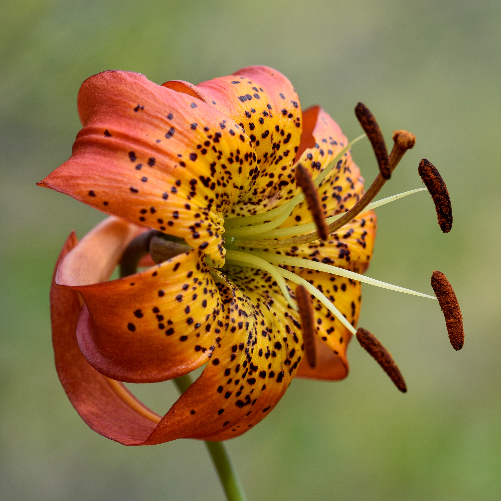 Lilium