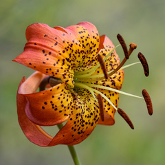 Lilium pardalinum vollmeri