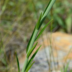 Lilium pardalinum vollmeri
