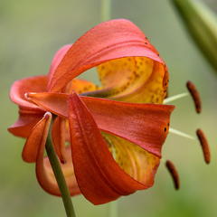 Lilium pardalinum vollmeri